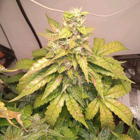 AutoXtreme growlog timeline photo