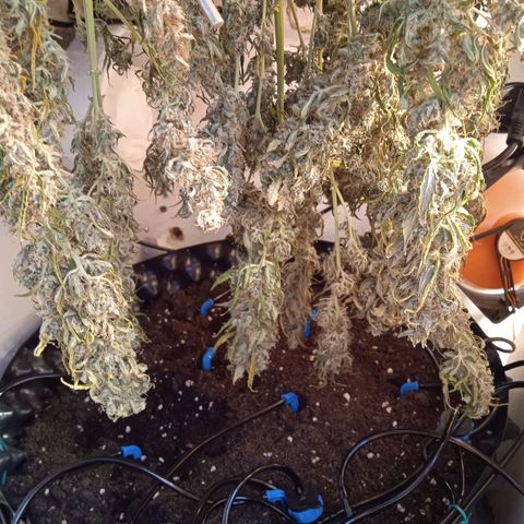Northern lights Auto growlog timeline photo