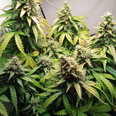 AutoXtreme growlog timeline photo