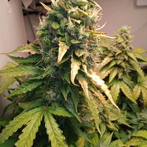 AutoXtreme growlog timeline photo