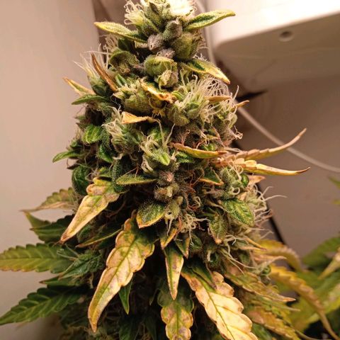 AutoXtreme growlog timeline photo