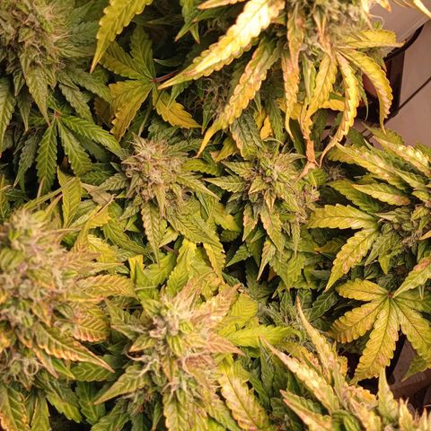 AutoXtreme growlog timeline photo