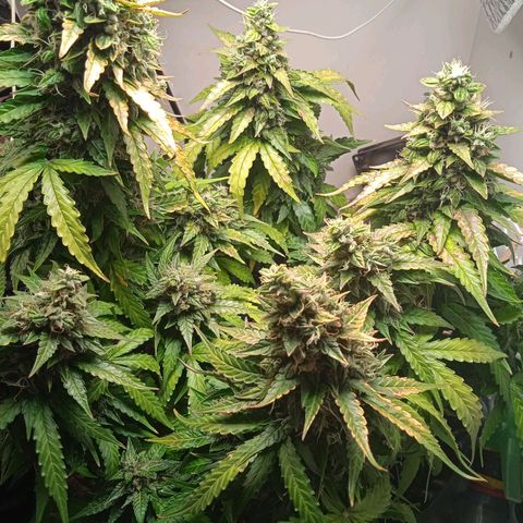 AutoXtreme growlog timeline photo
