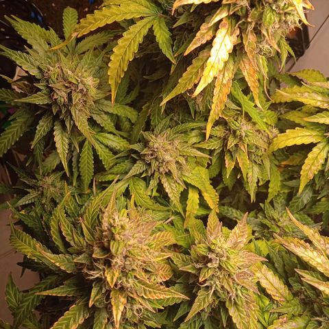 AutoXtreme growlog timeline photo