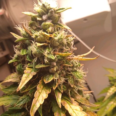 AutoXtreme growlog timeline photo