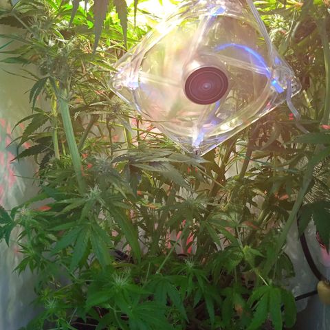Green Gelato growlog timeline photo