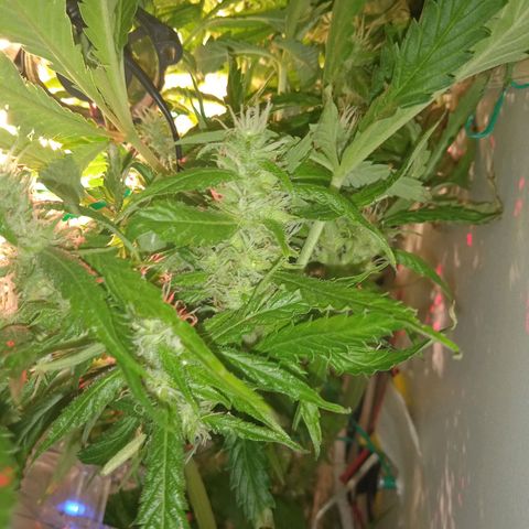 Green Gelato growlog timeline photo