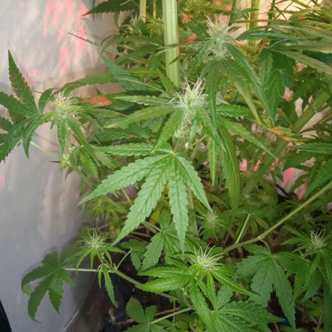 Green Gelato growlog timeline photo