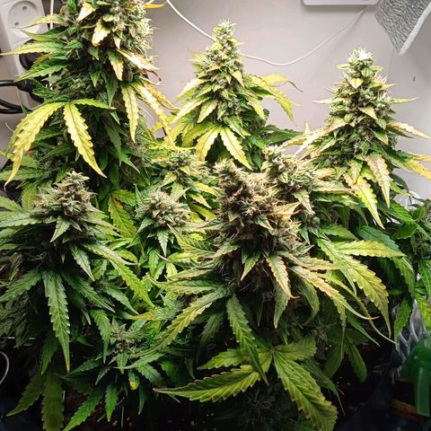 AutoXtreme growlog timeline photo