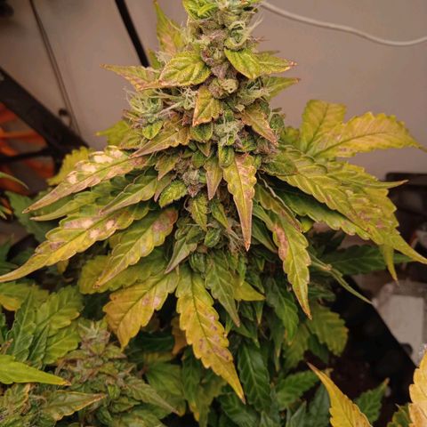 AutoXtreme growlog timeline photo