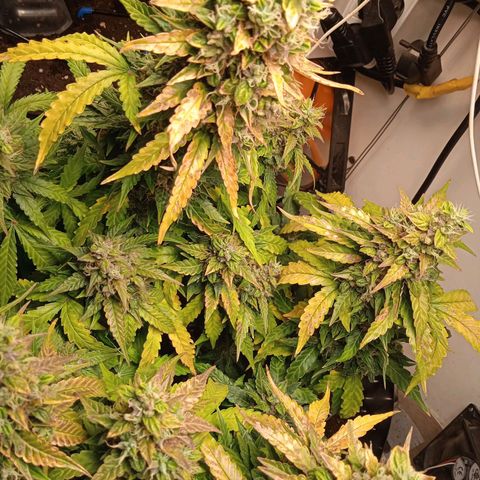 AutoXtreme growlog timeline photo
