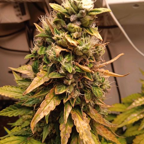 AutoXtreme growlog timeline photo