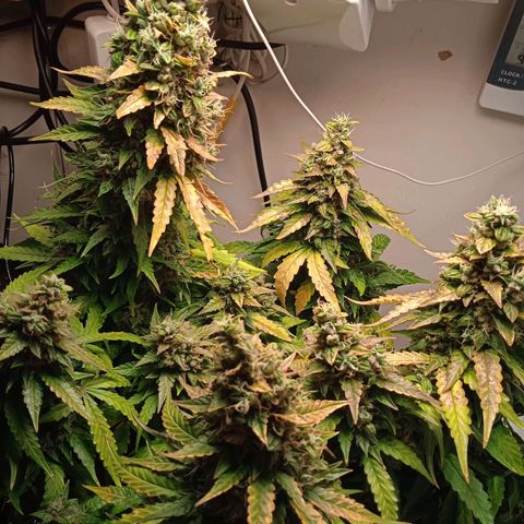 AutoXtreme growlog timeline photo