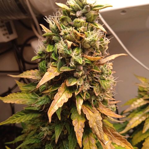 AutoXtreme growlog timeline photo