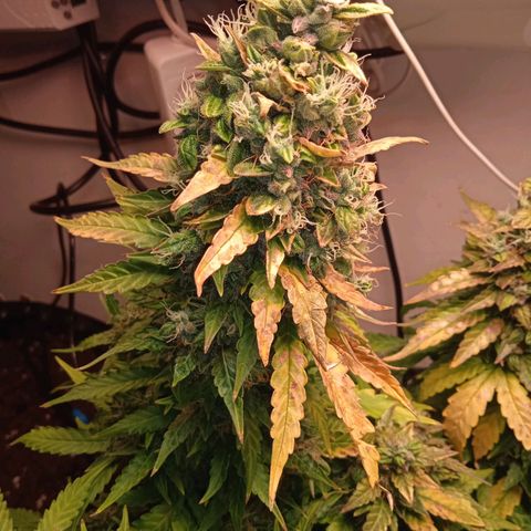 AutoXtreme growlog timeline photo