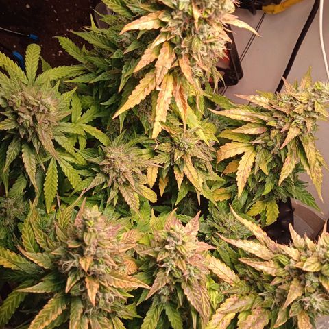 AutoXtreme growlog timeline photo