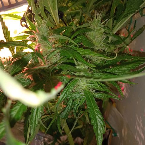 Green Gelato growlog timeline photo