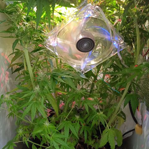 Green Gelato growlog timeline photo
