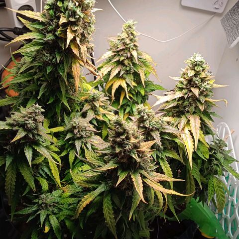 AutoXtreme growlog timeline photo