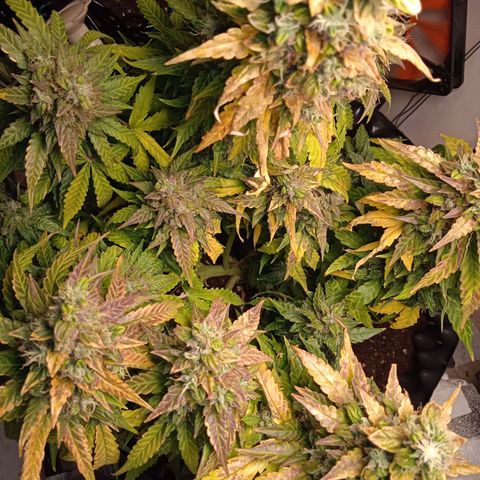 AutoXtreme growlog timeline photo