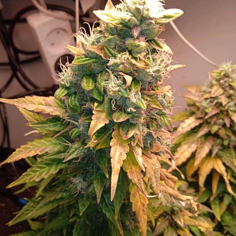 AutoXtreme growlog timeline photo