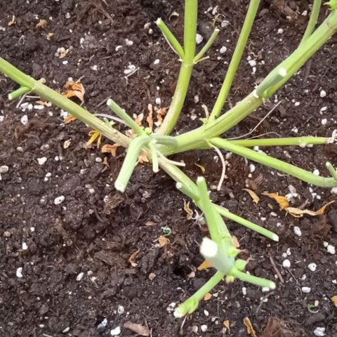 AutoXtreme growlog timeline photo