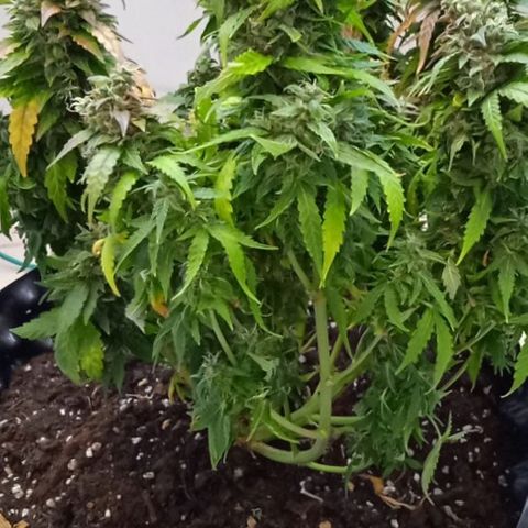 AutoXtreme growlog timeline photo