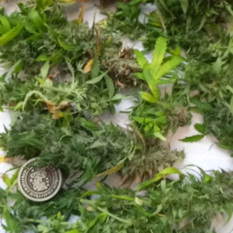 AutoXtreme growlog timeline photo