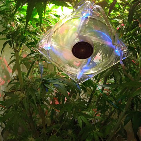 Green Gelato growlog timeline photo