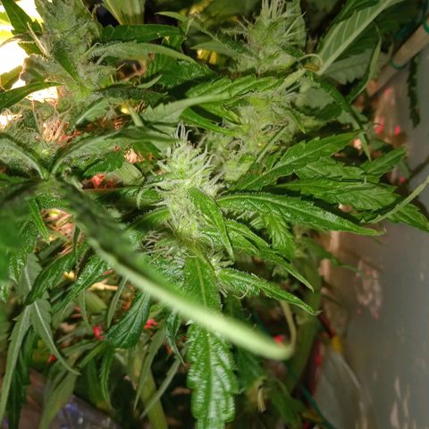 Green Gelato growlog timeline photo