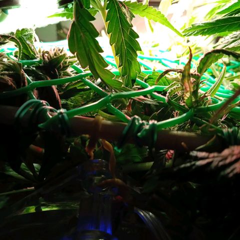 Green Gelato growlog timeline photo
