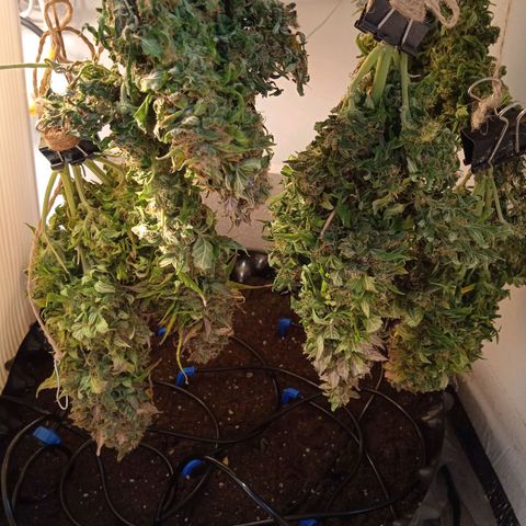 AutoXtreme growlog timeline photo