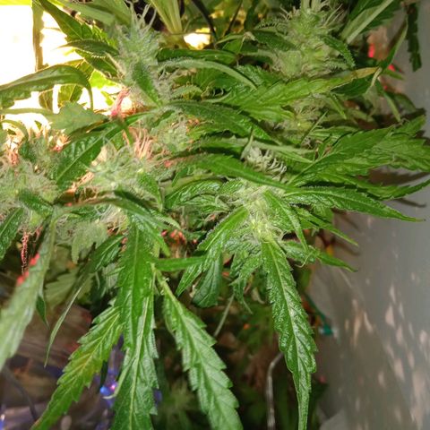 Green Gelato growlog timeline photo