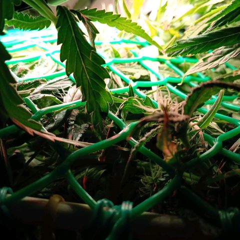 Green Gelato growlog timeline photo