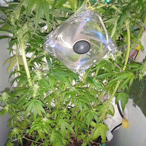 Green Gelato growlog timeline photo