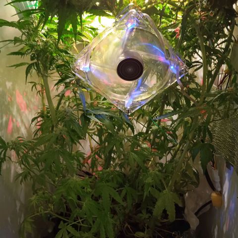 Green Gelato growlog timeline photo