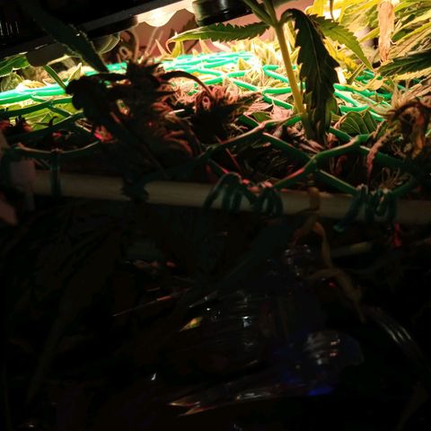 Green Gelato growlog timeline photo