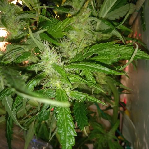 Green Gelato growlog timeline photo