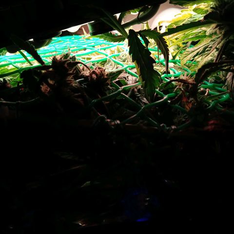 Green Gelato growlog timeline photo