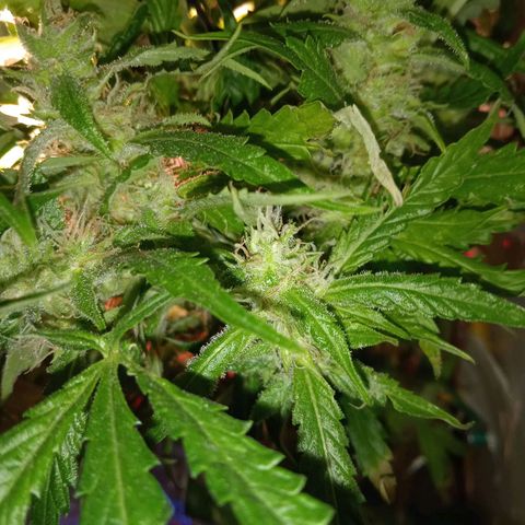 Green Gelato growlog timeline photo