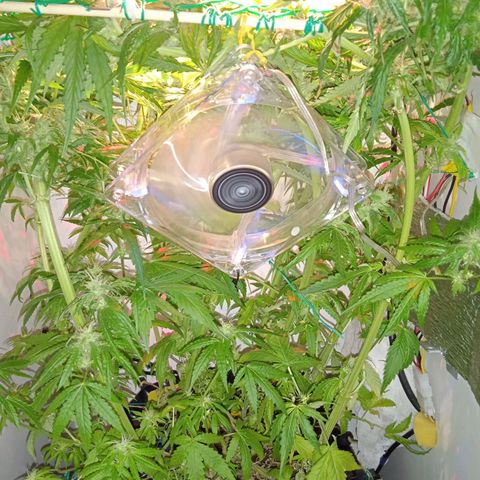 Green Gelato growlog timeline photo