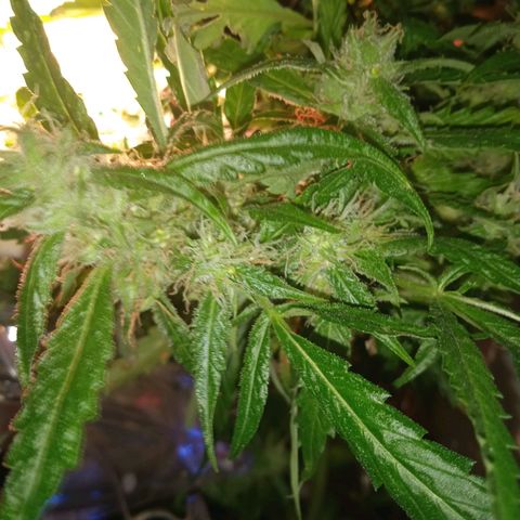 Green Gelato growlog timeline photo