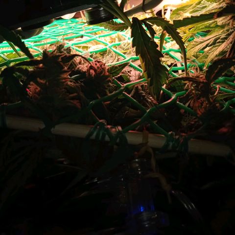 Green Gelato growlog timeline photo