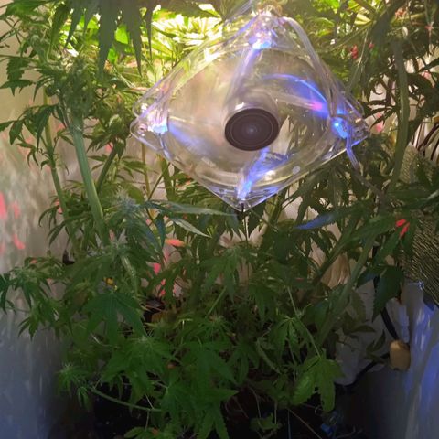 Green Gelato growlog timeline photo