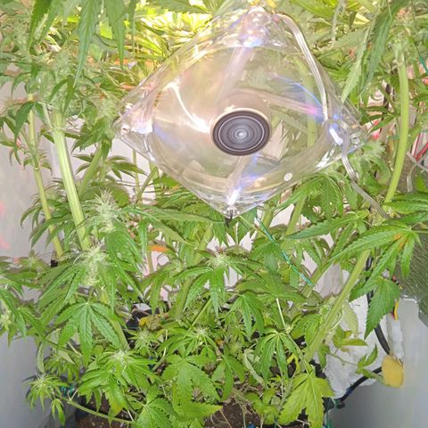 Green Gelato growlog timeline photo