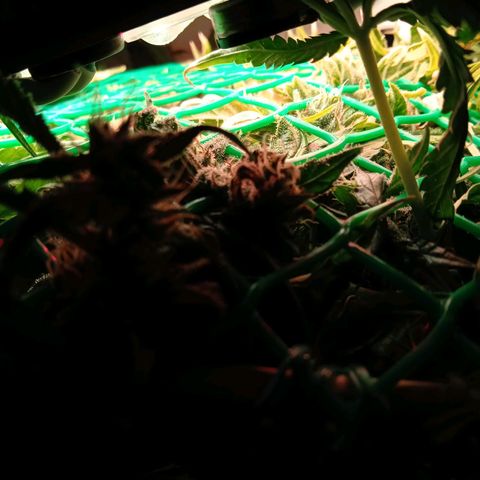 Green Gelato growlog timeline photo