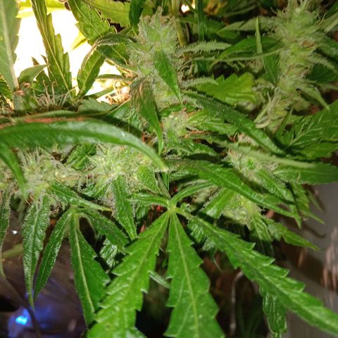 Green Gelato growlog timeline photo