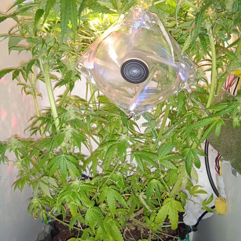 Green Gelato growlog timeline photo