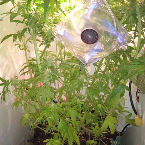 Green Gelato growlog timeline photo