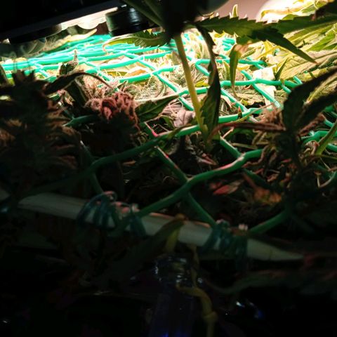 Green Gelato growlog timeline photo